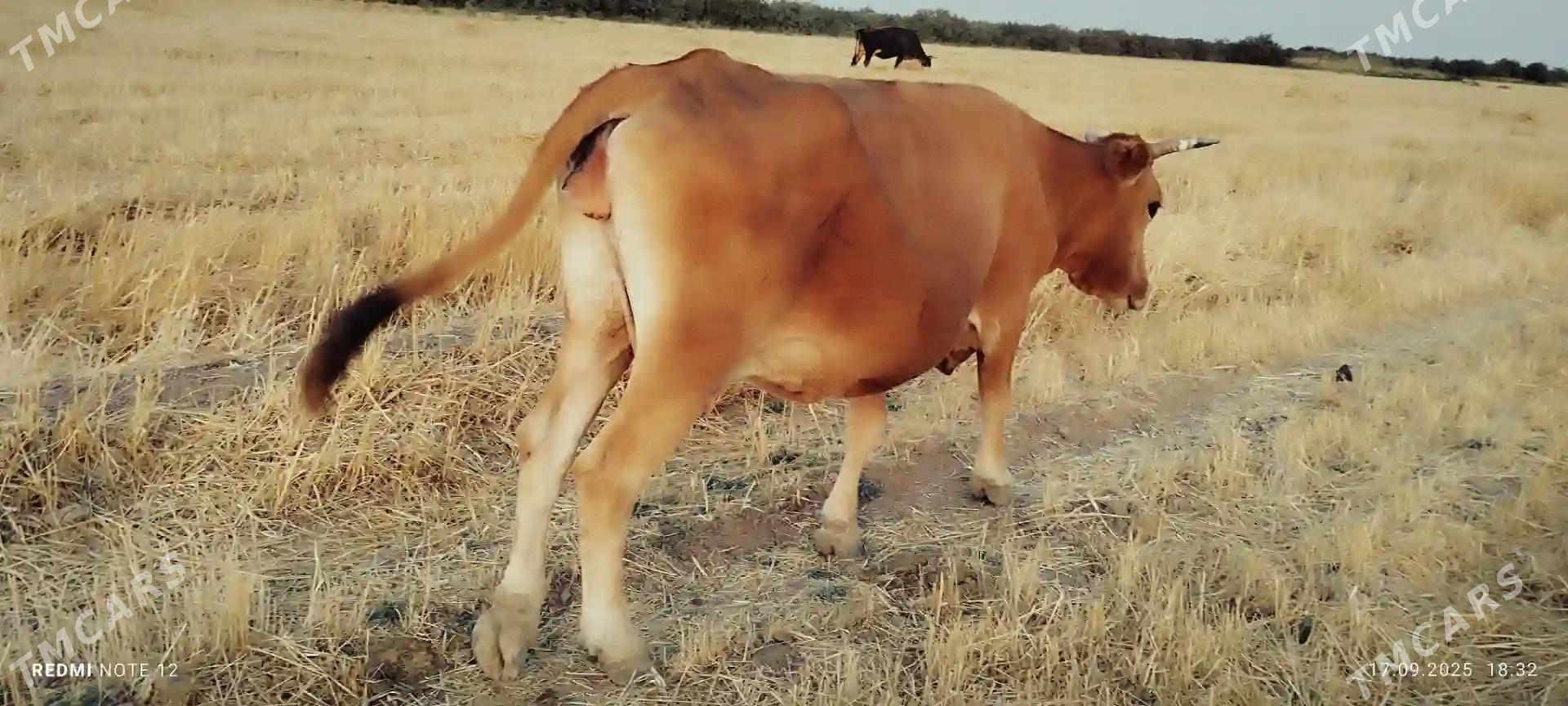 kone turkmen sygyry - Tejen - img 1