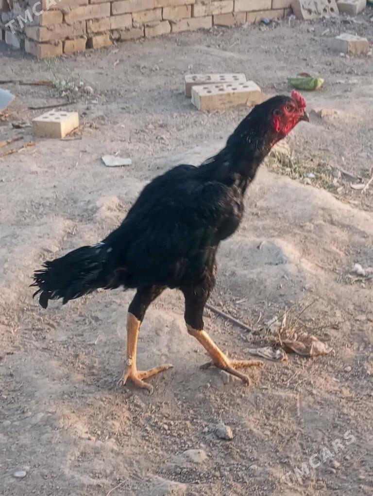 bayes horaz - Mary - img 2