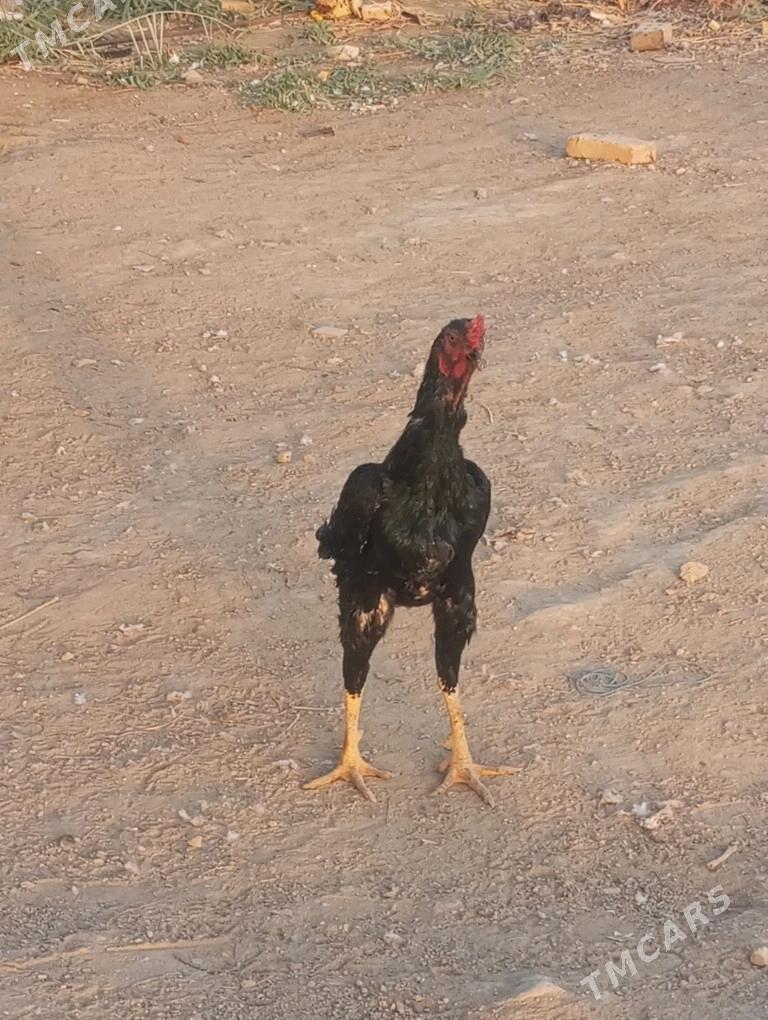 bayes horaz - Mary - img 3