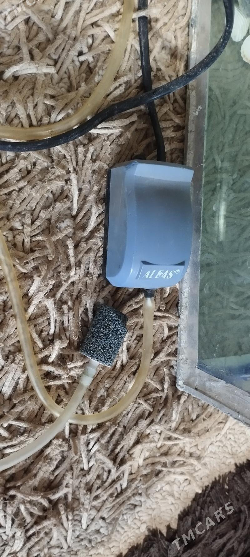 аквариум - Балканабат - img 3