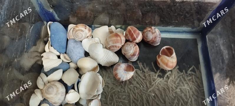 аквариум - Балканабат - img 2