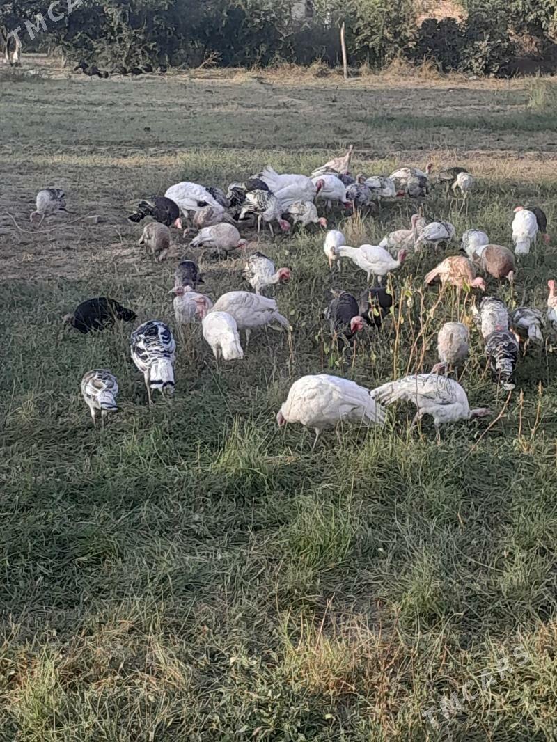 induk - Saýat - img 1