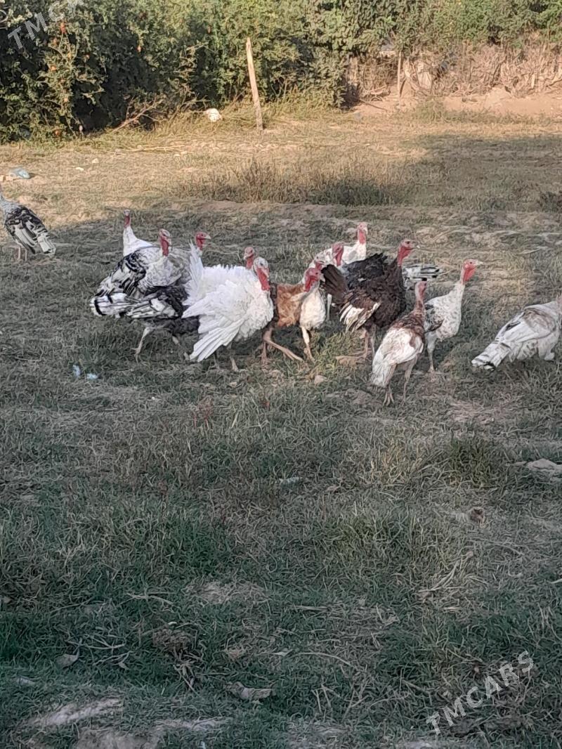 induk - Saýat - img 5