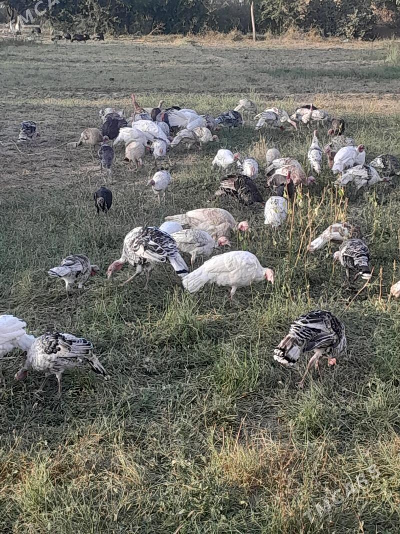 induk - Saýat - img 8