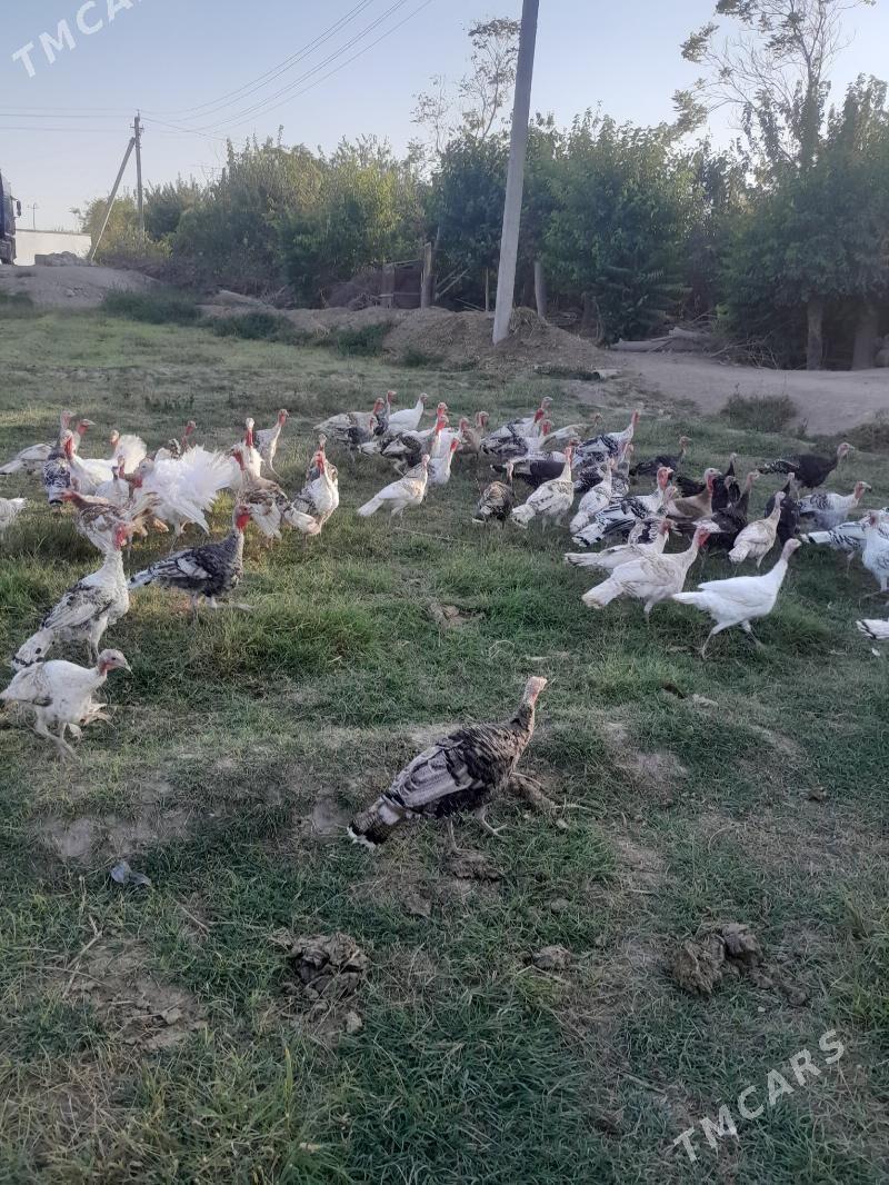 induk - Saýat - img 6