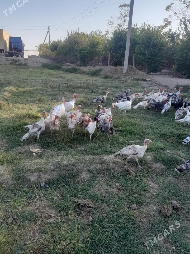 induk - Saýat - img 9