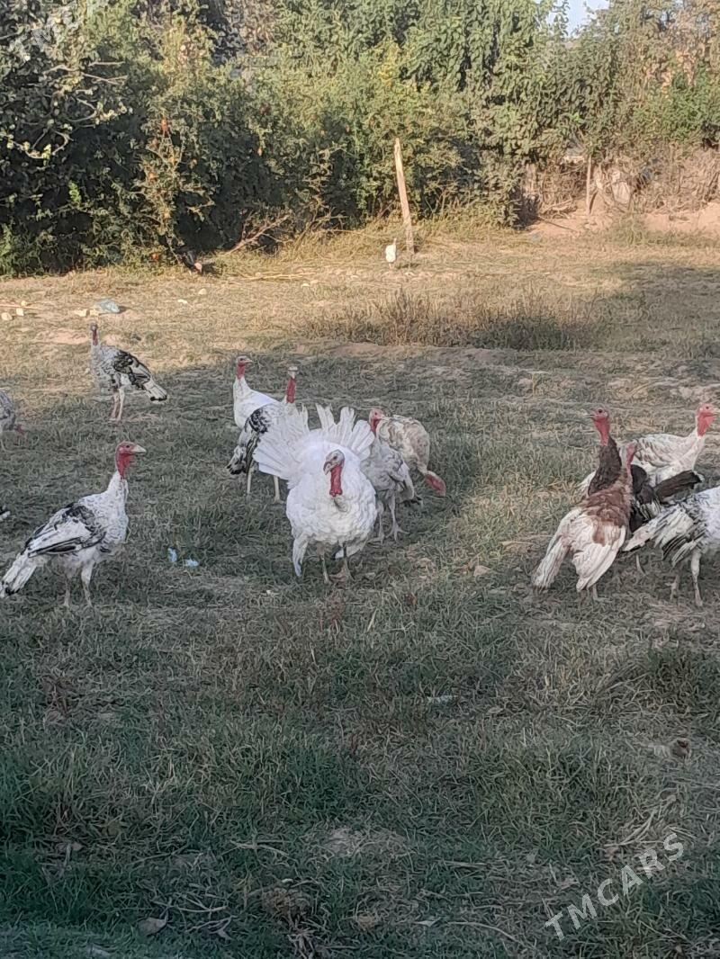 induk - Saýat - img 2