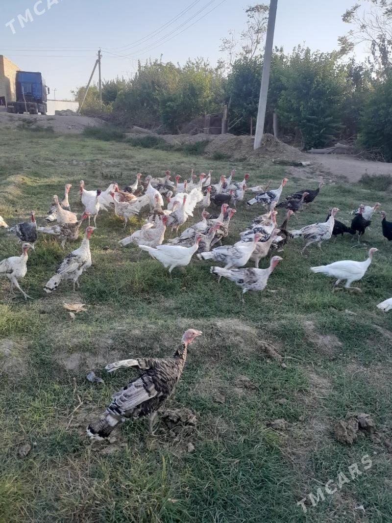 induk - Saýat - img 7