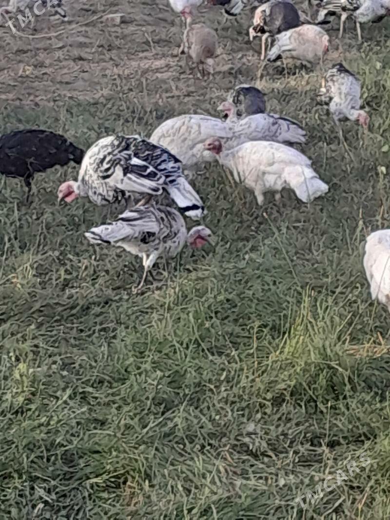 induk - Saýat - img 3