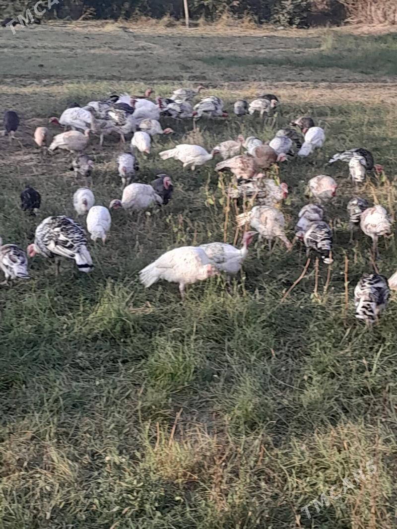 induk - Saýat - img 4