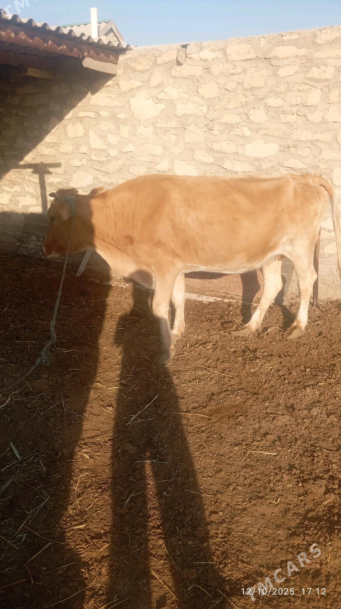 Sygyr - Эсенгулы - img 2