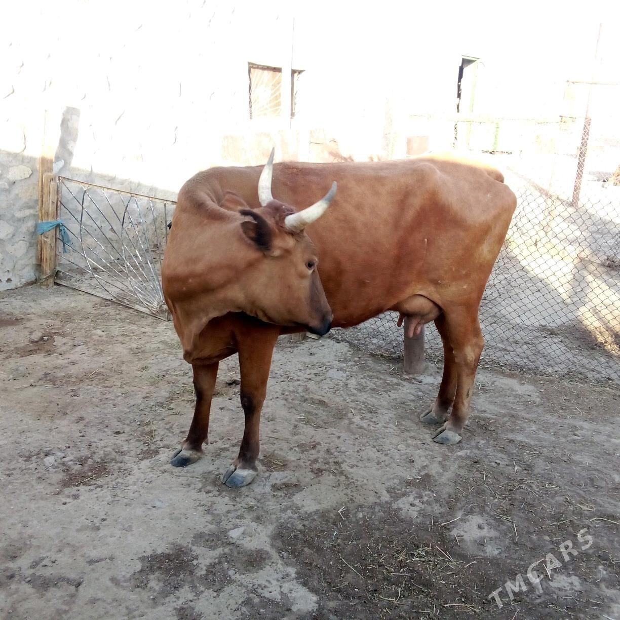 sygyr - Bereket - img 4