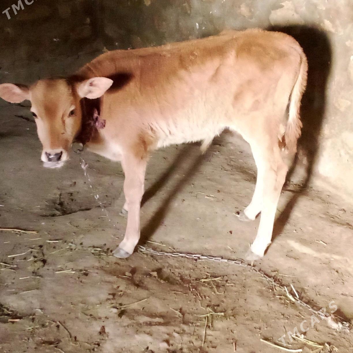 sygyr - Bereket - img 2