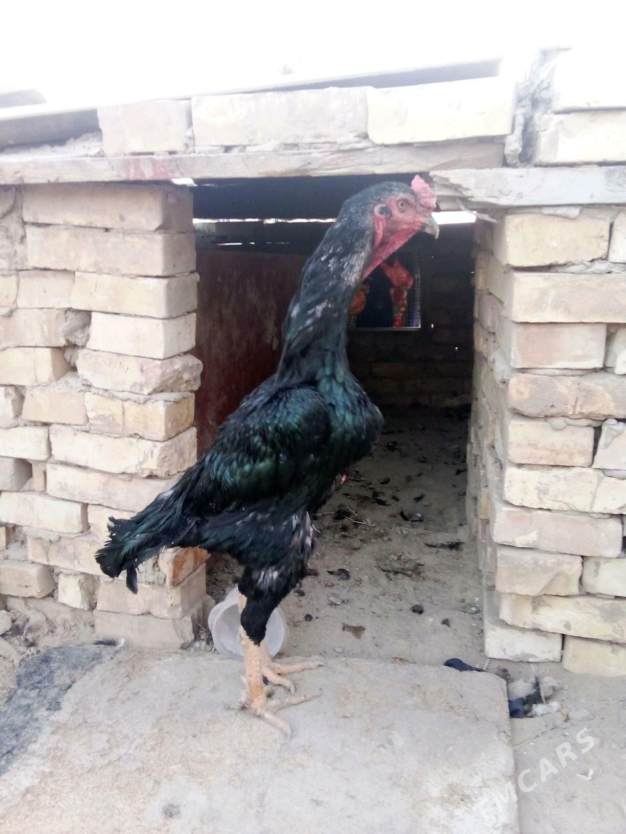 Horaz - Мары - img 1