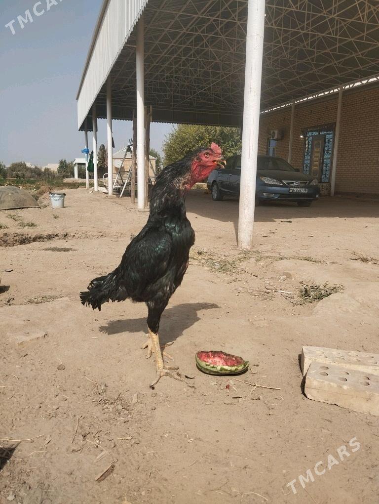 Horaz - Мары - img 2