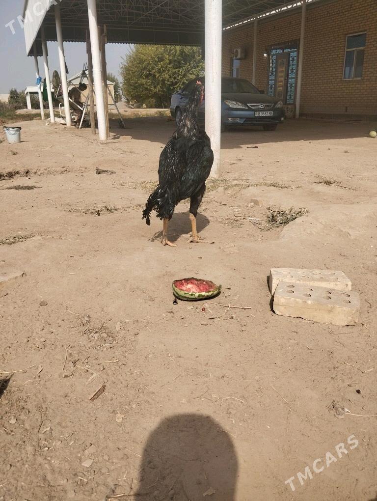 Horaz - Мары - img 3