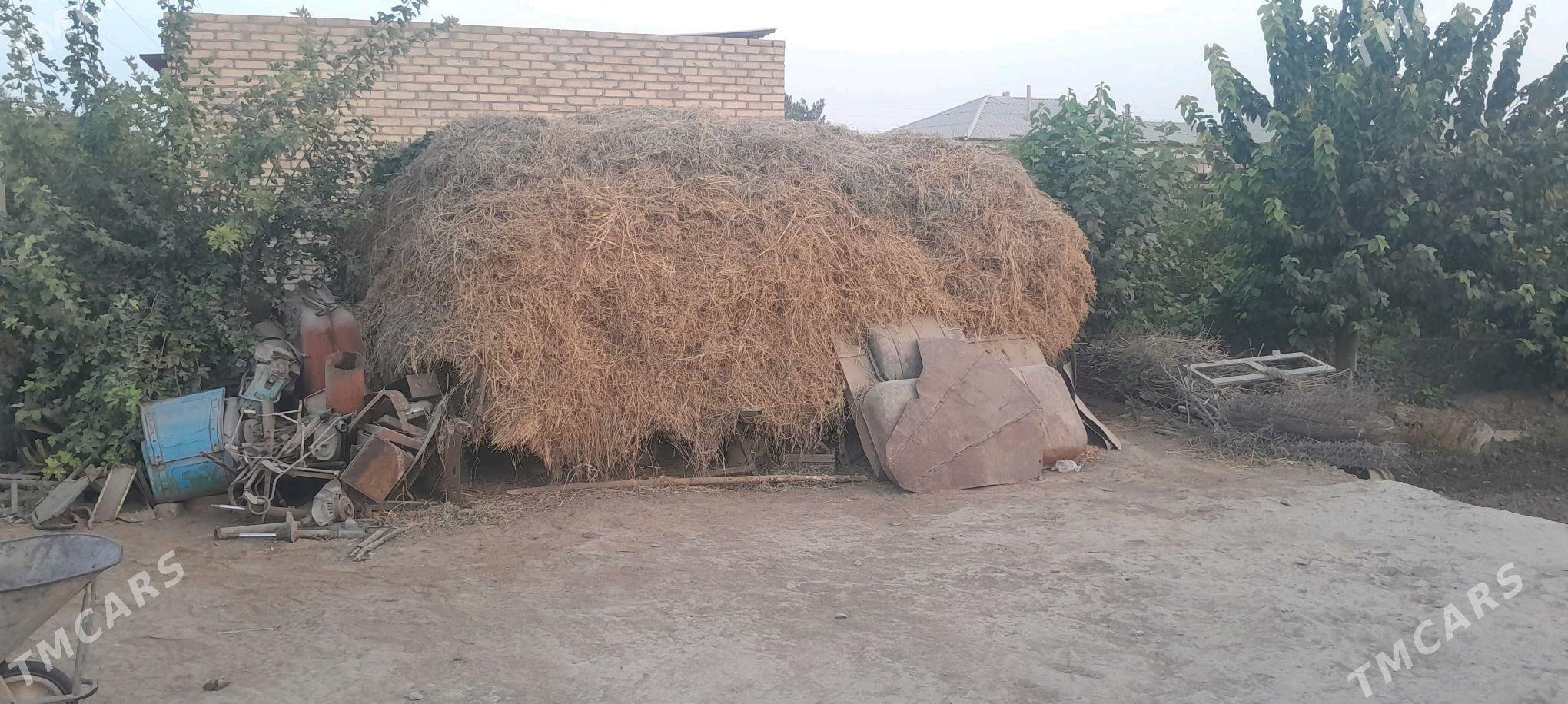 Ýorunja ot - Векильбазар - img 1