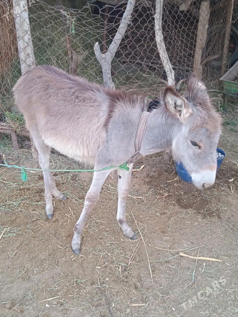 Kureli Eşek - Mary - img 2