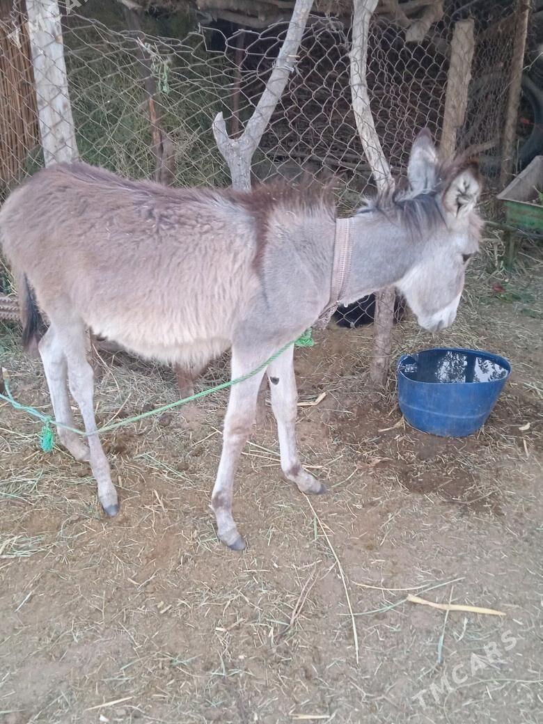 Kureli Eşek - Mary - img 3