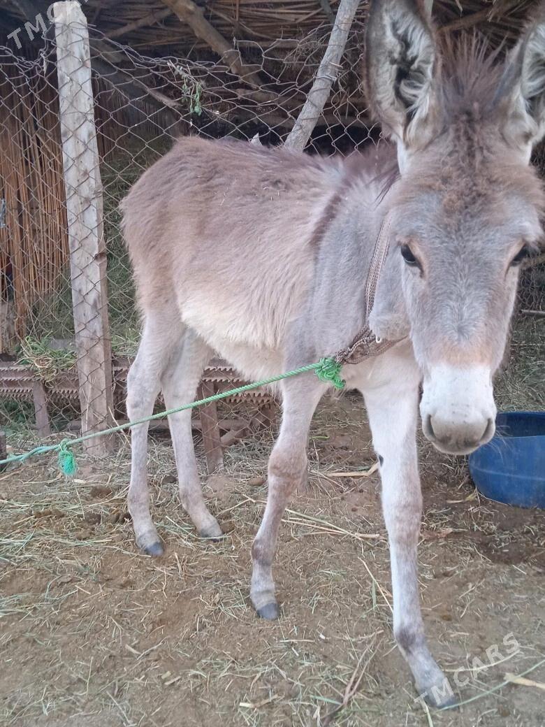 Kureli Eşek - Mary - img 4