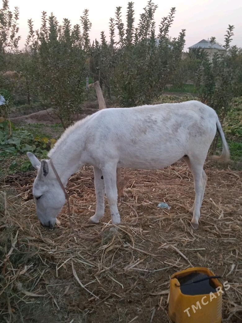 Kureli Eşek - Mary - img 5