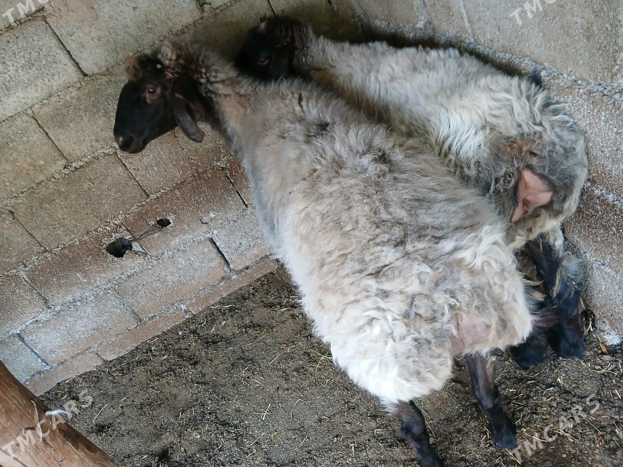 Goyun - Büzmeýin - img 1