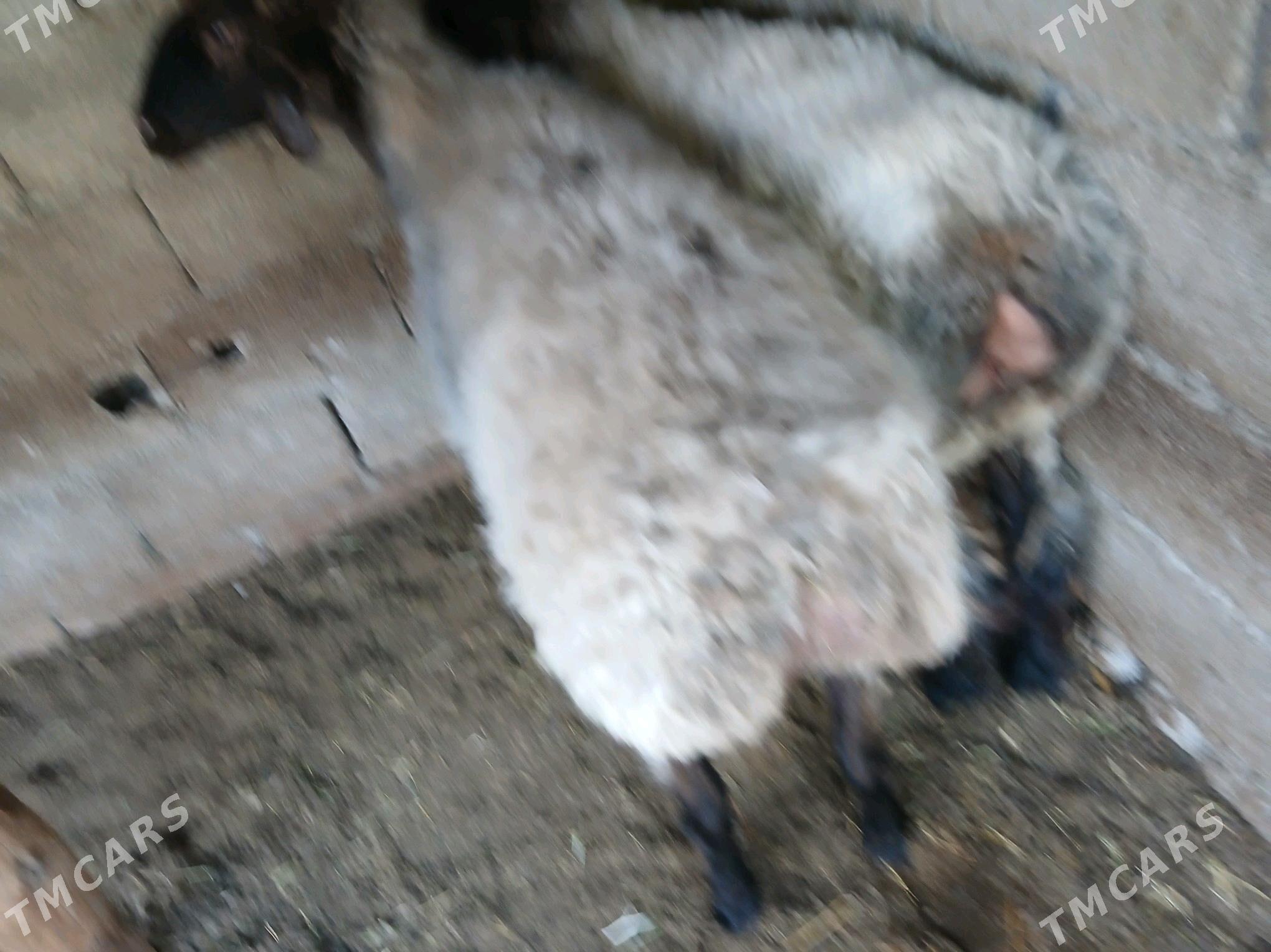 Goyun - Büzmeýin - img 2