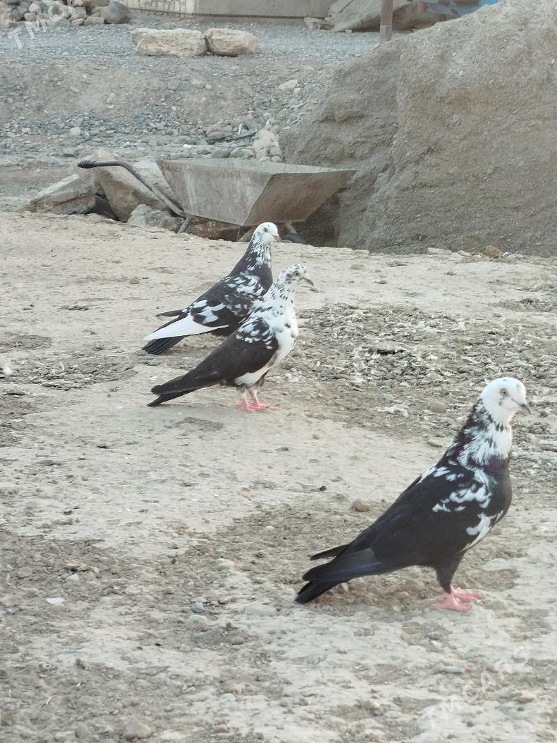 gara çil - Гызыларбат - img 1