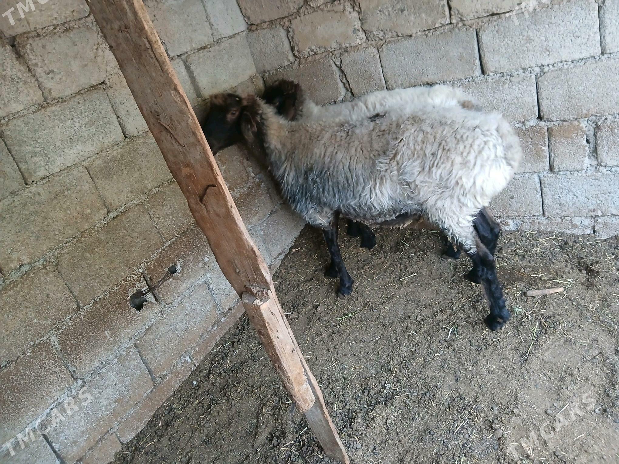 Goyun - Büzmeýin - img 4