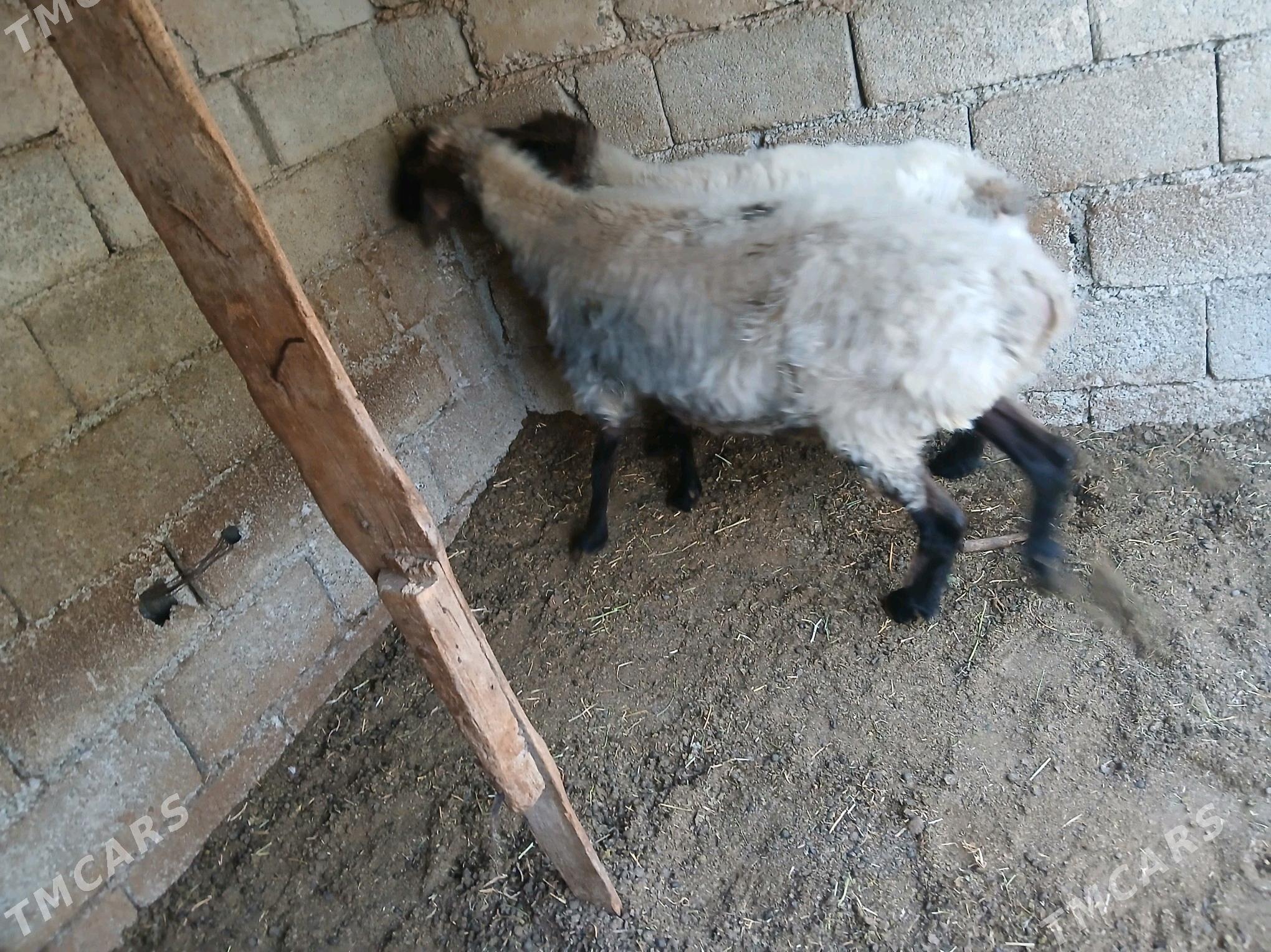 Goyun - Büzmeýin - img 5