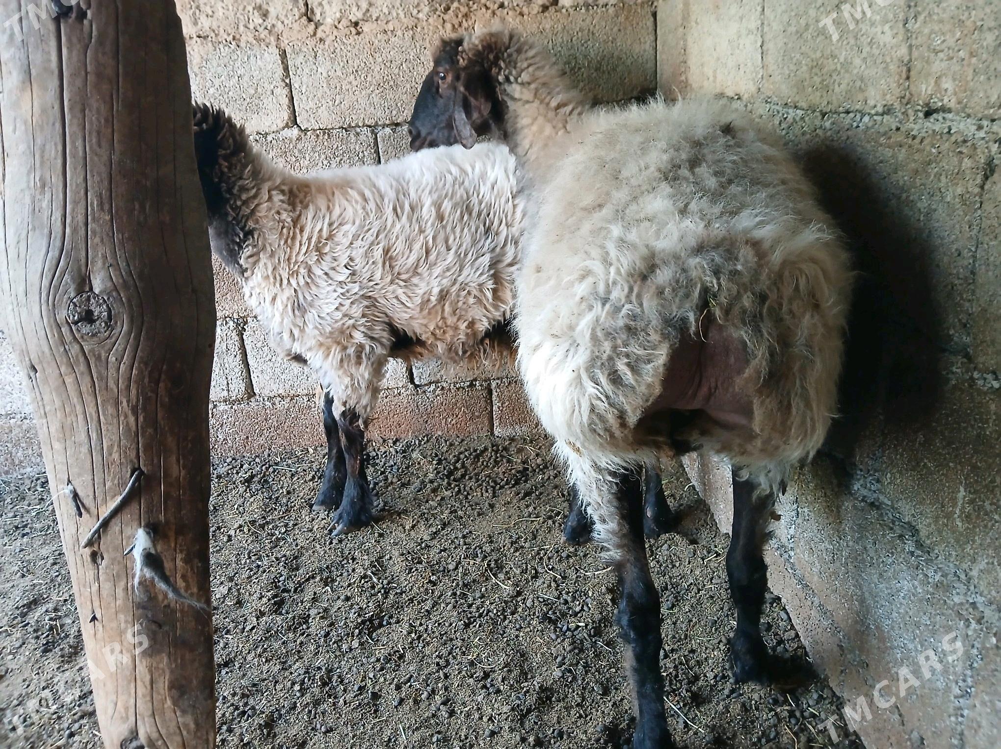 Goyun - Büzmeýin - img 7