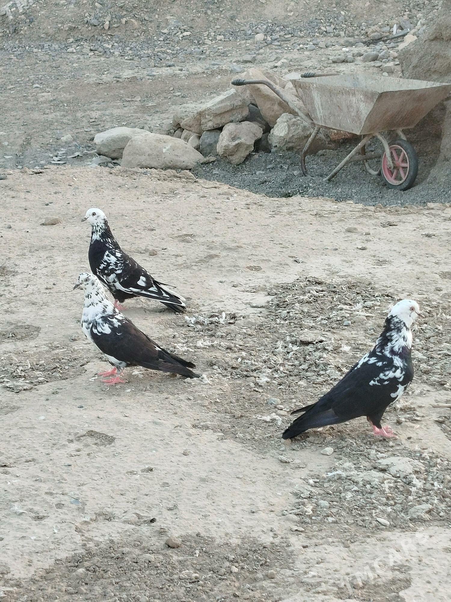 gara çil - Гызыларбат - img 2