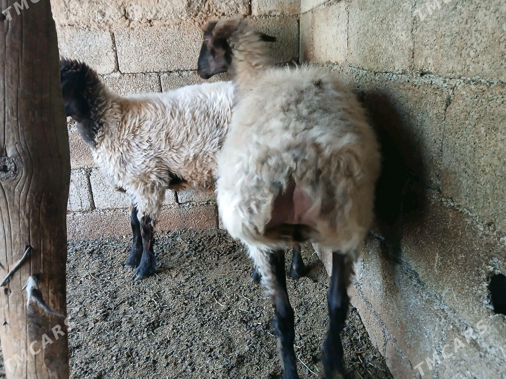 Goyun - Büzmeýin - img 9