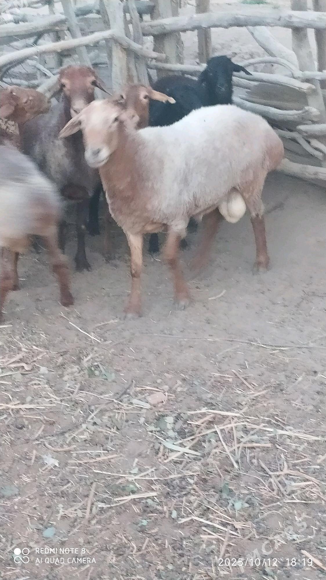 Goç - Ходжамбаз - img 1