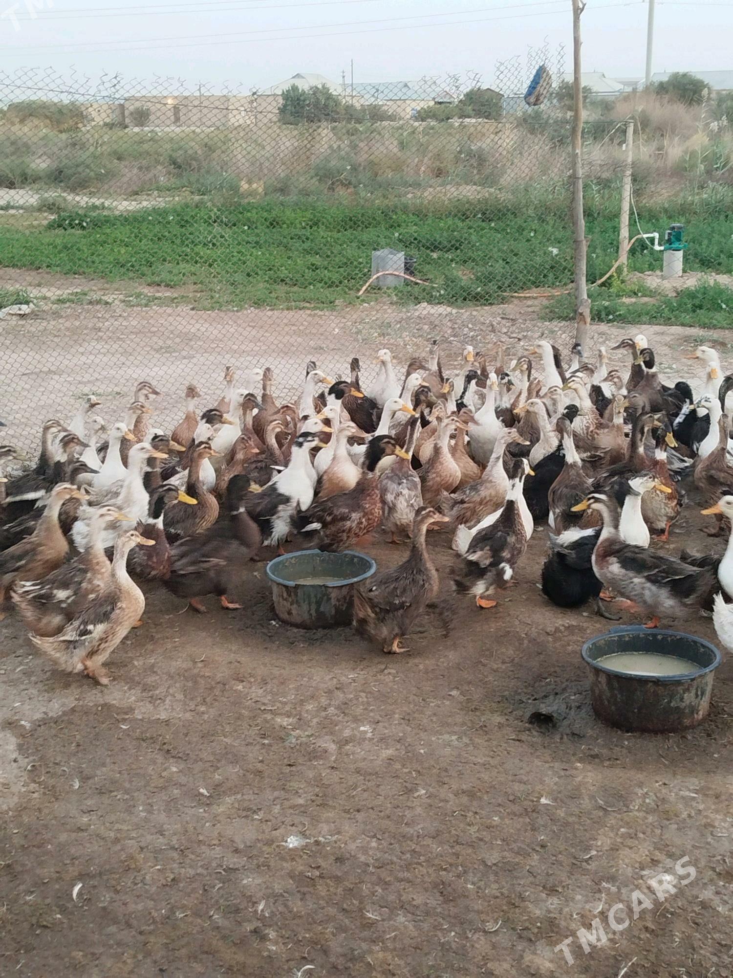 ördek - Murgap - img 3