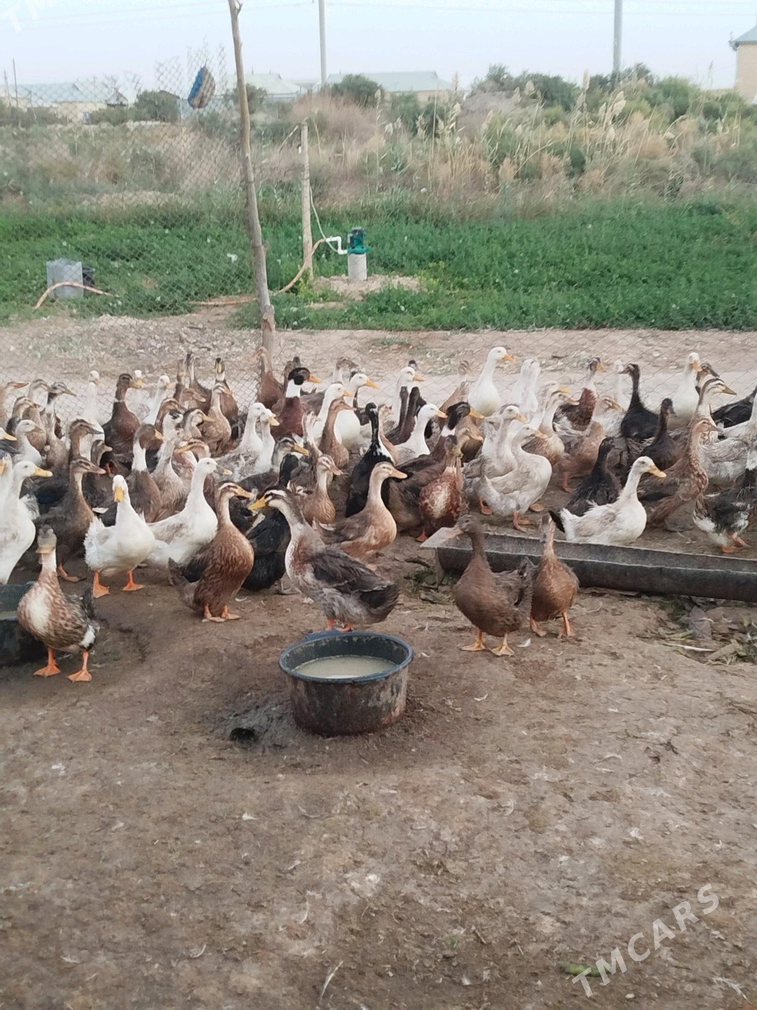 ördek - Murgap - img 1