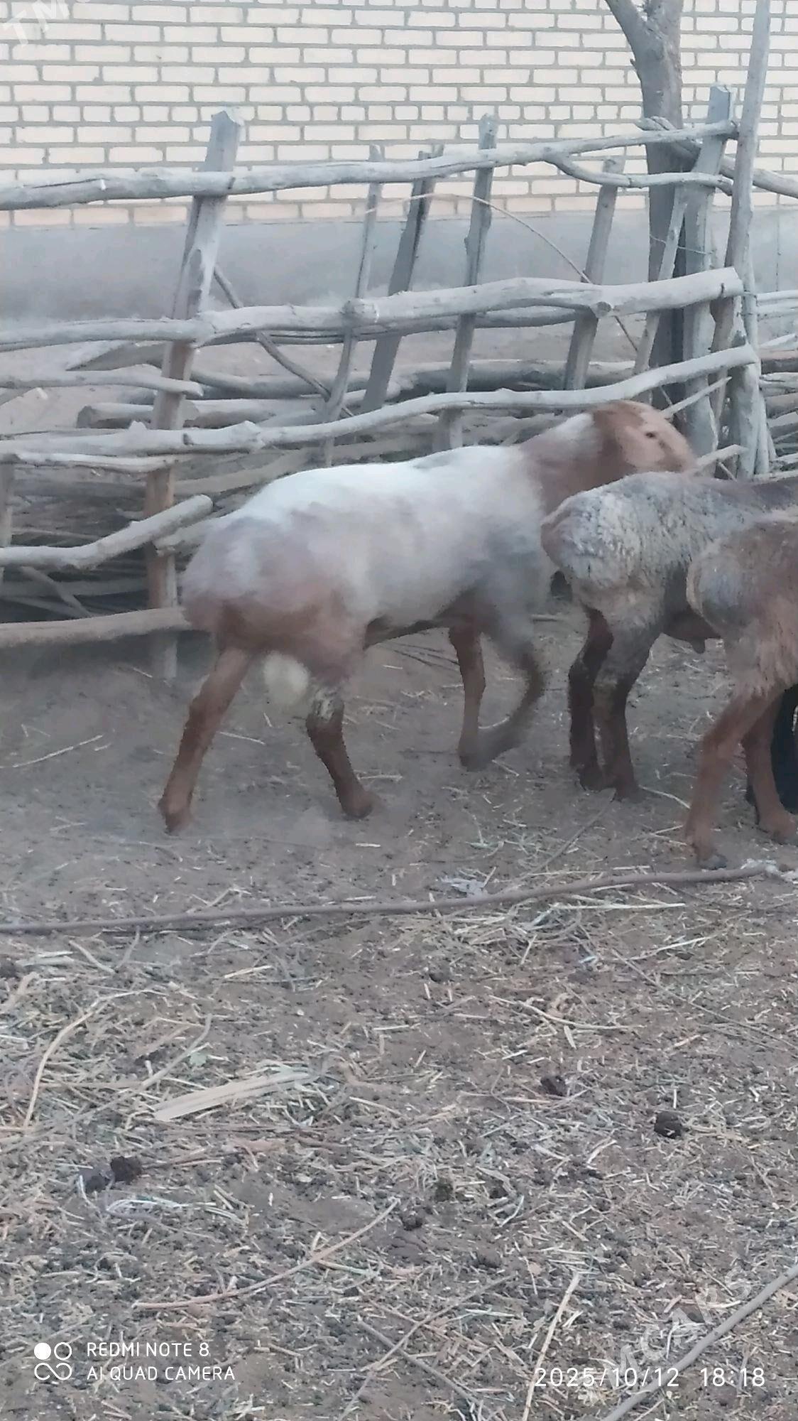 Goç - Ходжамбаз - img 2