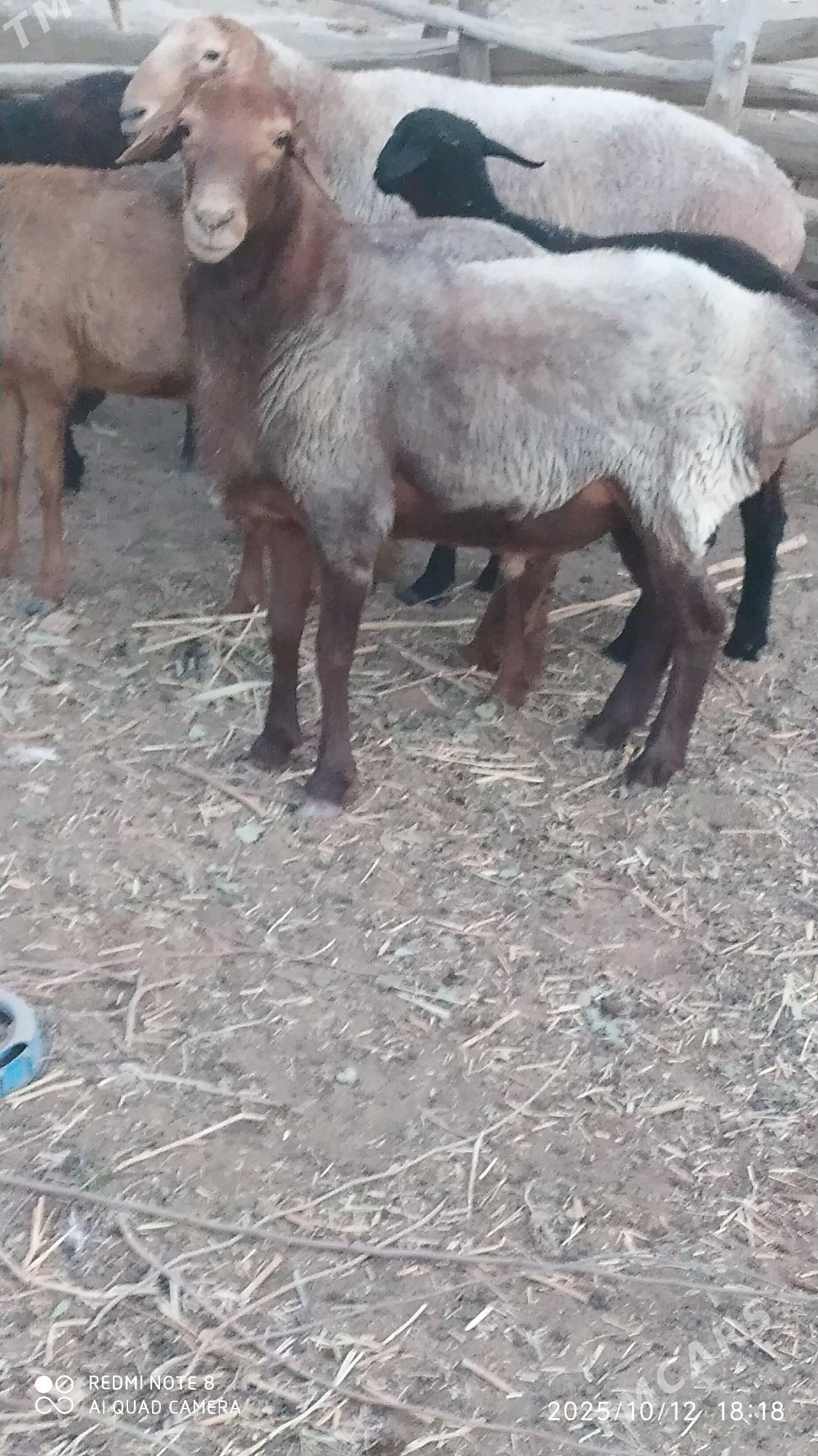 Goç - Ходжамбаз - img 4