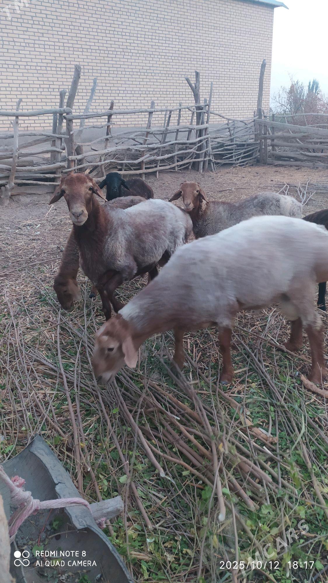 Goç - Ходжамбаз - img 6