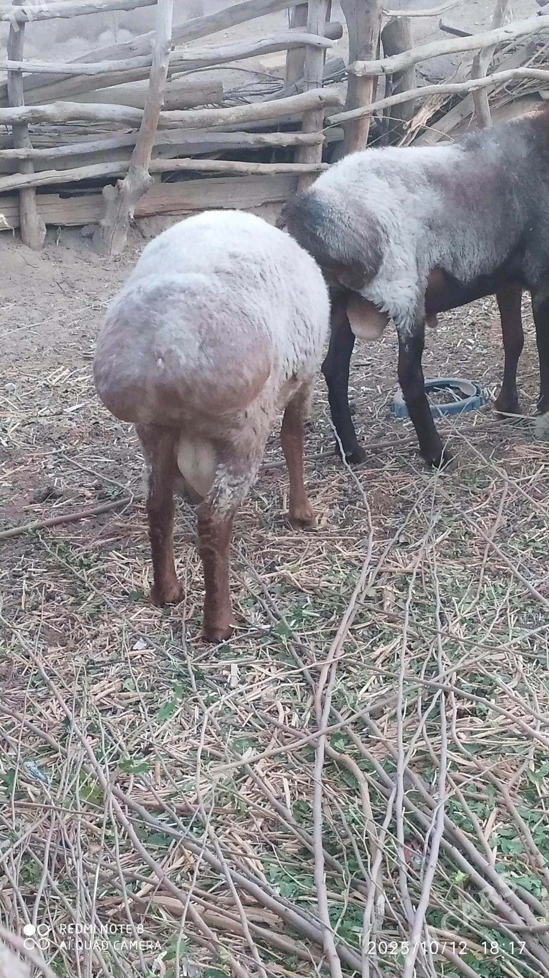 Goç - Ходжамбаз - img 7