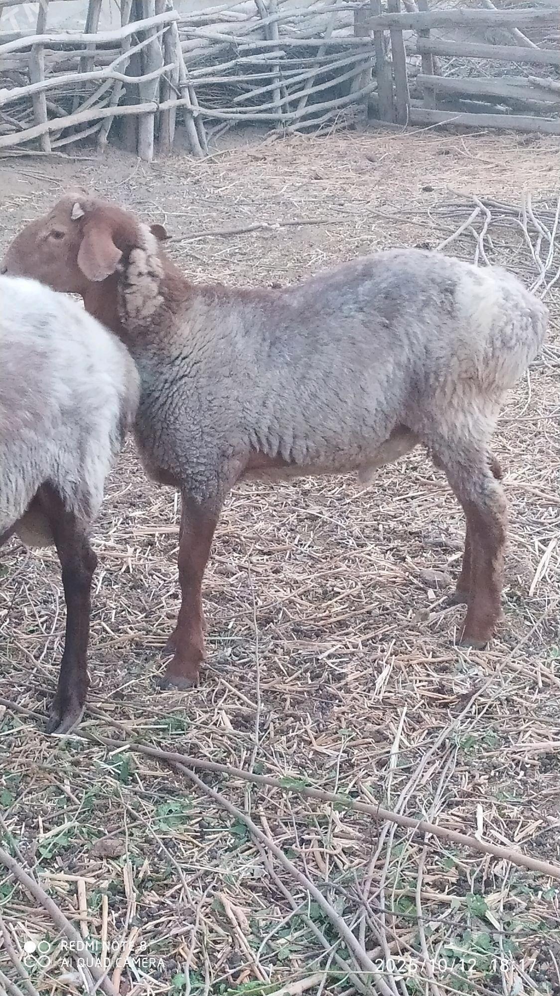 Goç - Ходжамбаз - img 5