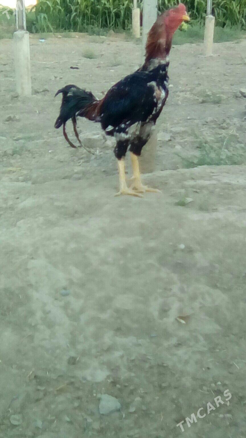 Хораз - Murgap - img 1