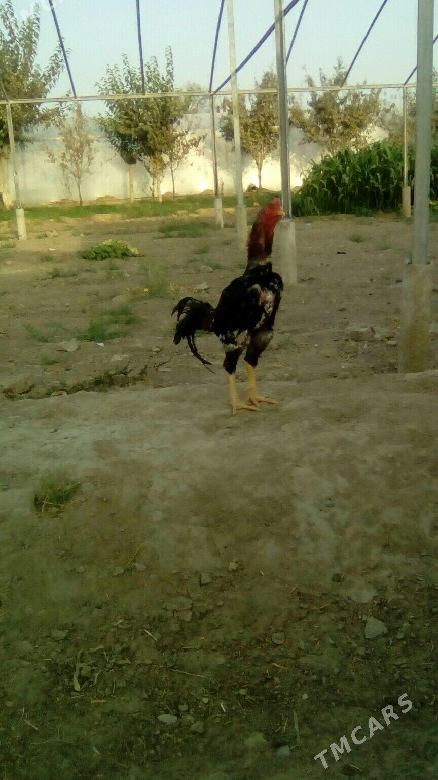 Хораз - Murgap - img 3