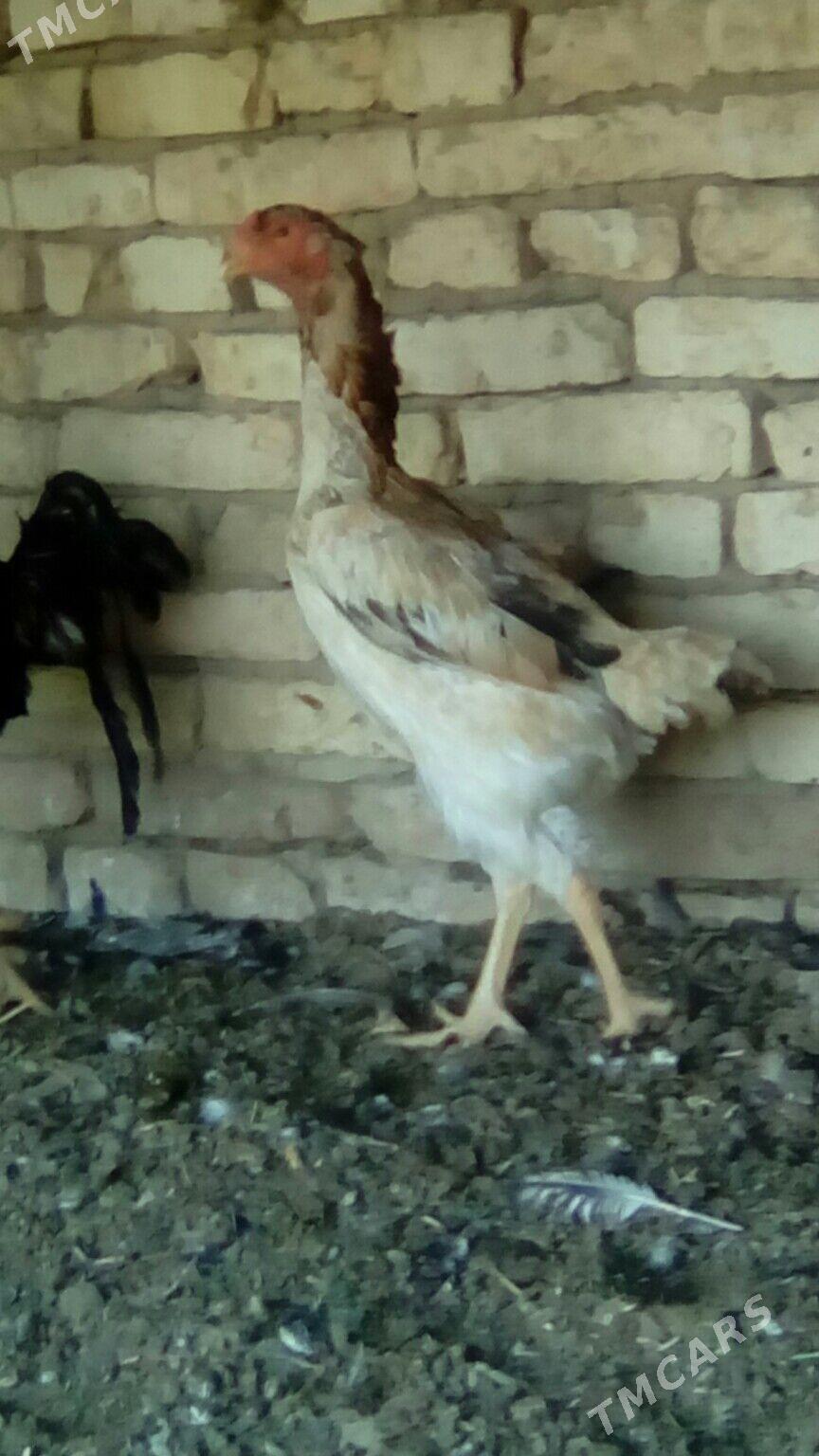 Хораз - Murgap - img 4