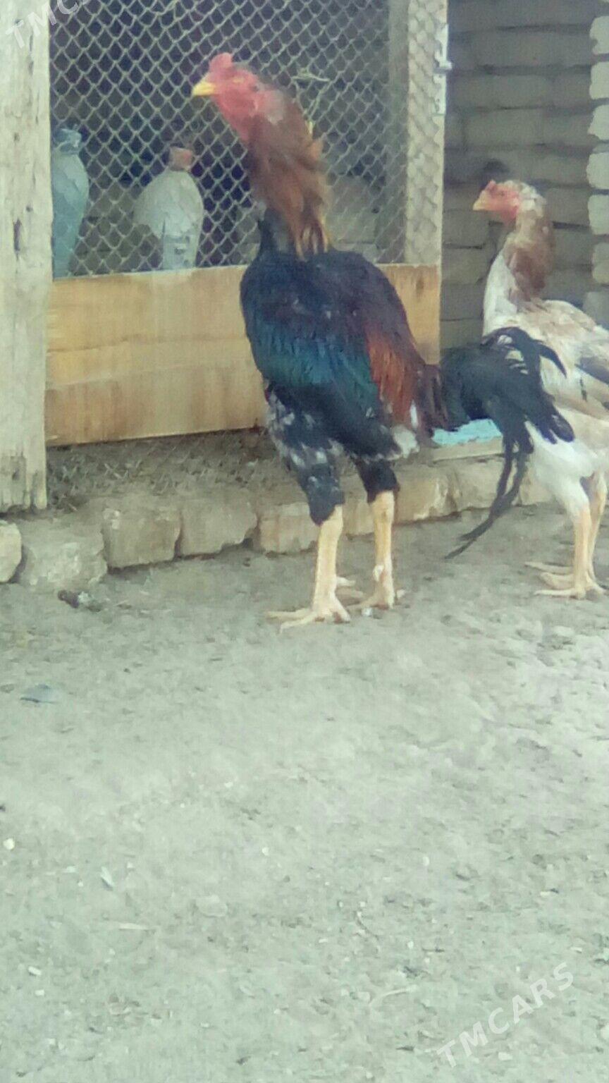 Хораз - Murgap - img 6