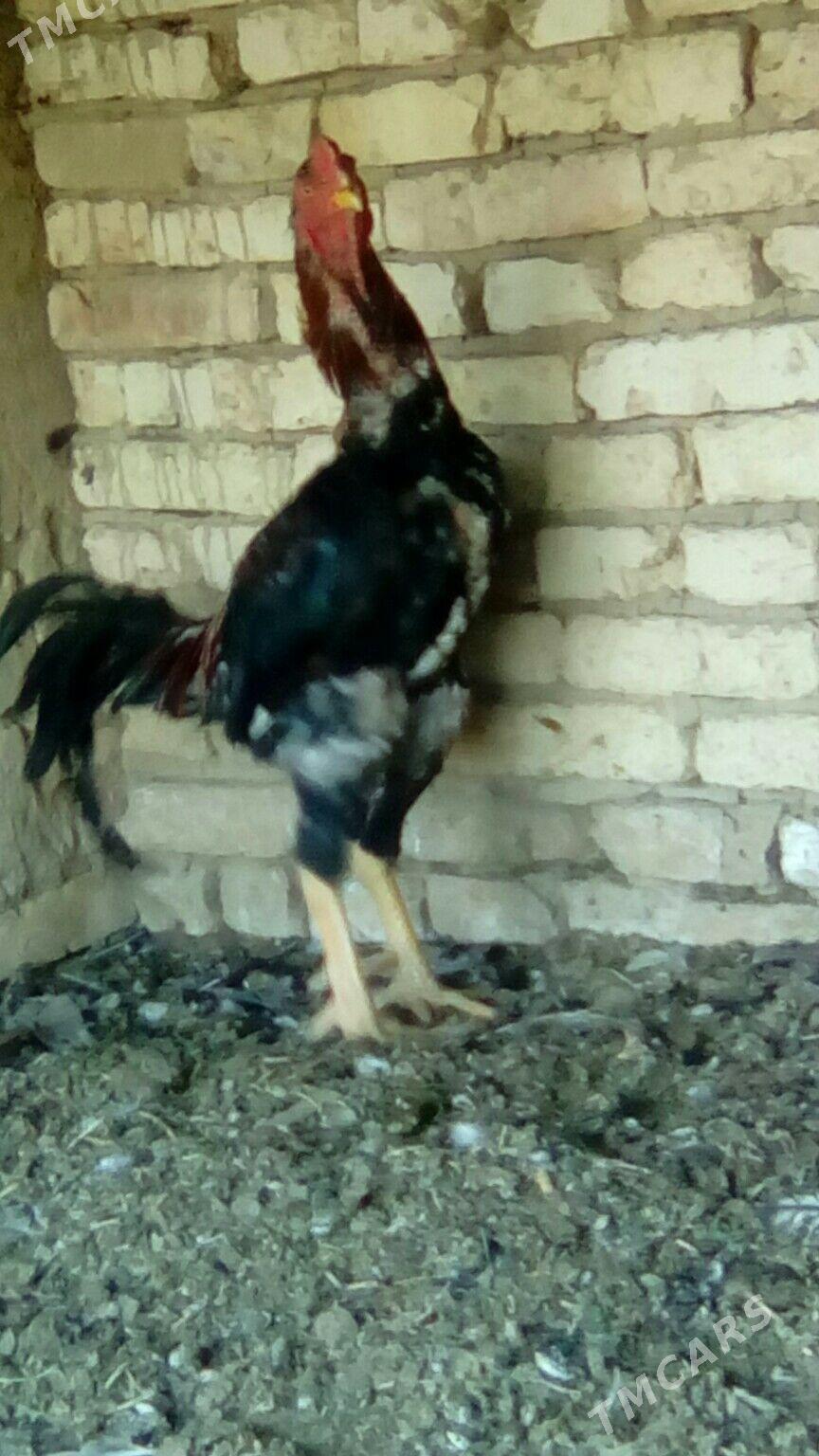 Хораз - Murgap - img 5