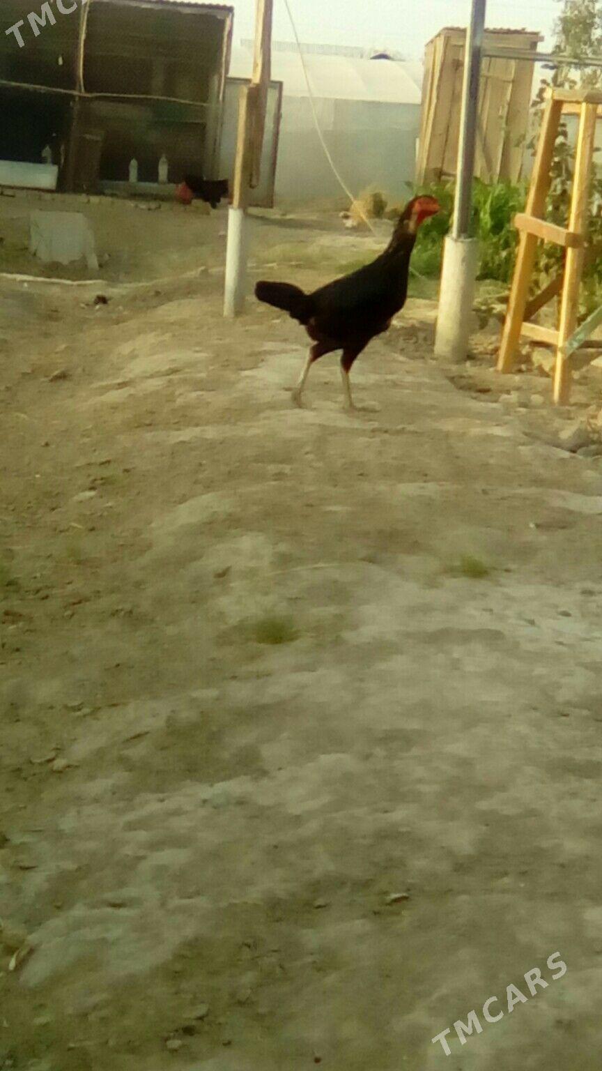 Хораз - Murgap - img 8