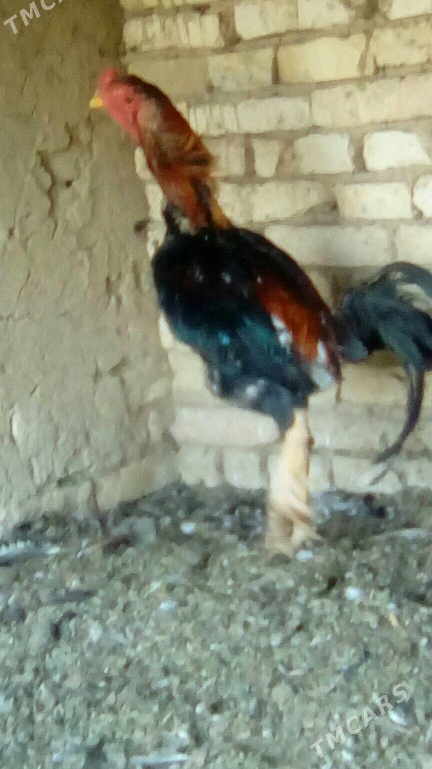 Хораз - Murgap - img 7