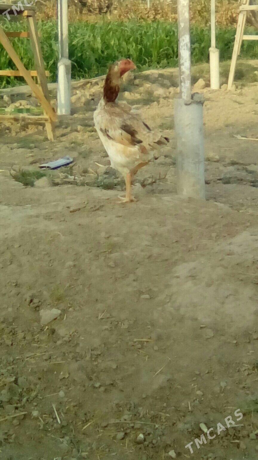 Хораз - Murgap - img 9