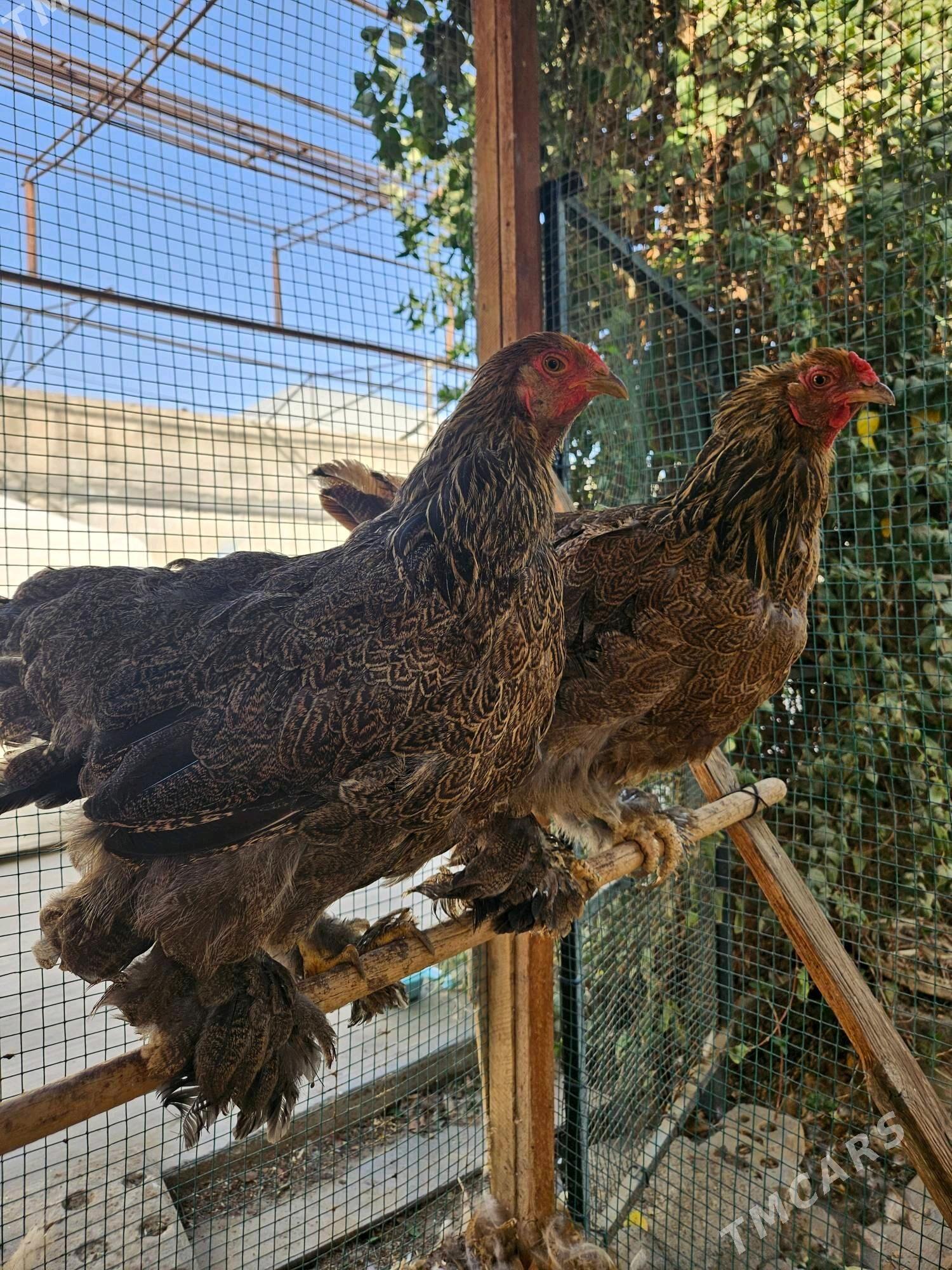 Brama Gold - Gökdepe - img 2